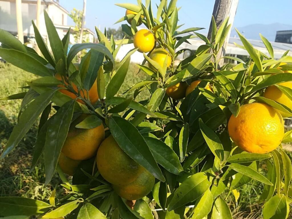 Un árbol cítrico con varios limones y hojas verdes.