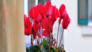 A potted plant with red flowers in front of a building with a white wall and green shutters.