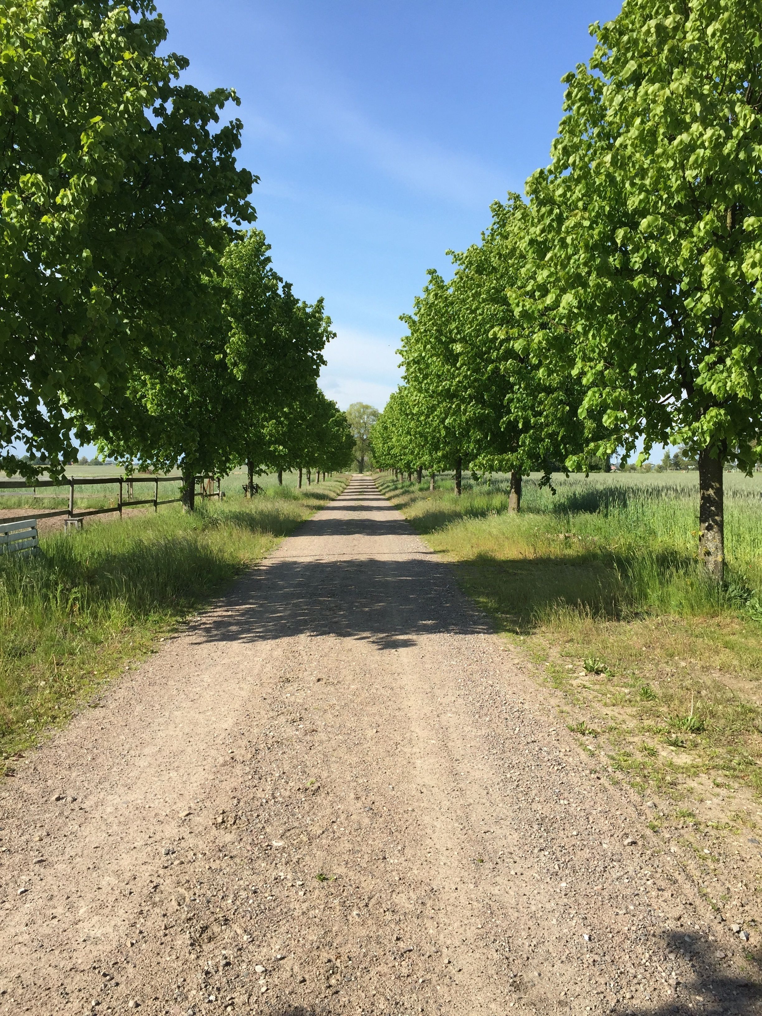A gravel path flanked by rows of trees under a clear sky.