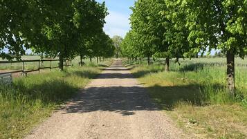 A gravel path flanked by rows of trees under a clear sky.