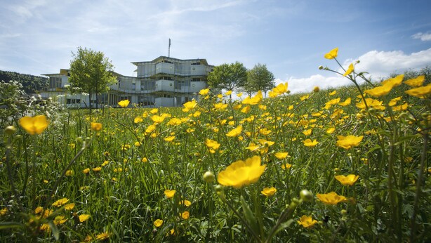 A field of yellow flowers with a building in the background.