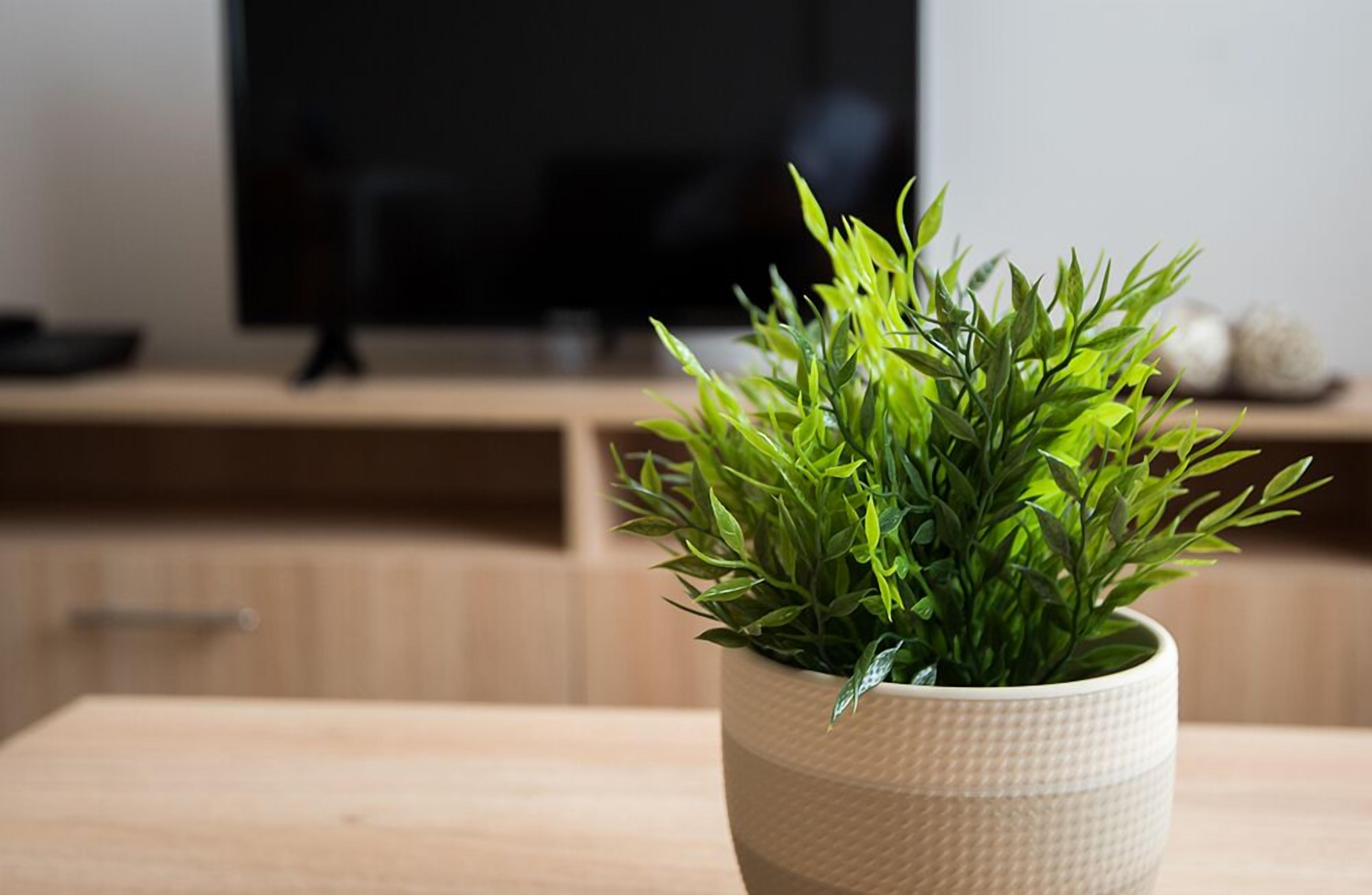 Ein Blumentopf auf einem Holztisch, im Hintergrund ein Fernseher.