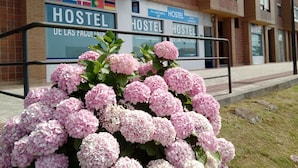 A hostel building with multiple signs indicating availability in various languages, surrounded by a garden of pink hydrangea flowers.