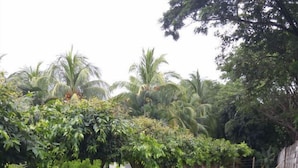 Taman