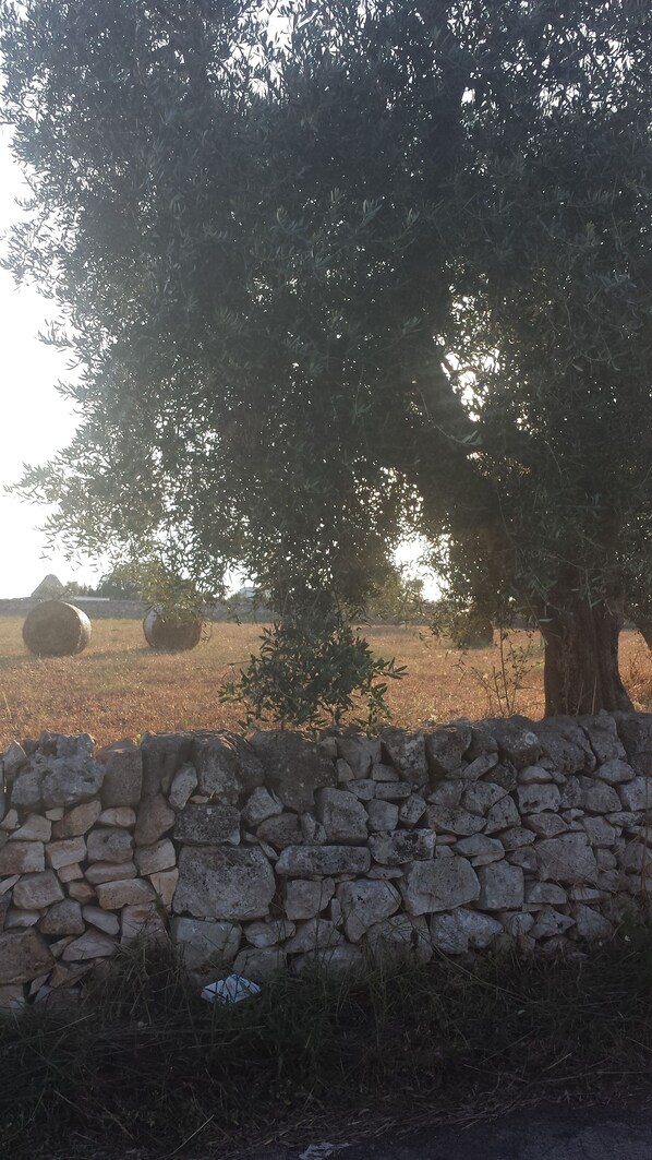 A stone wall with a tree in the foreground and hay bales in the background. - Masseria Gianca (Cisternino)