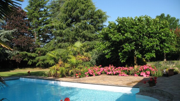 A swimming pool surrounded by lush greenery and flowering plants.