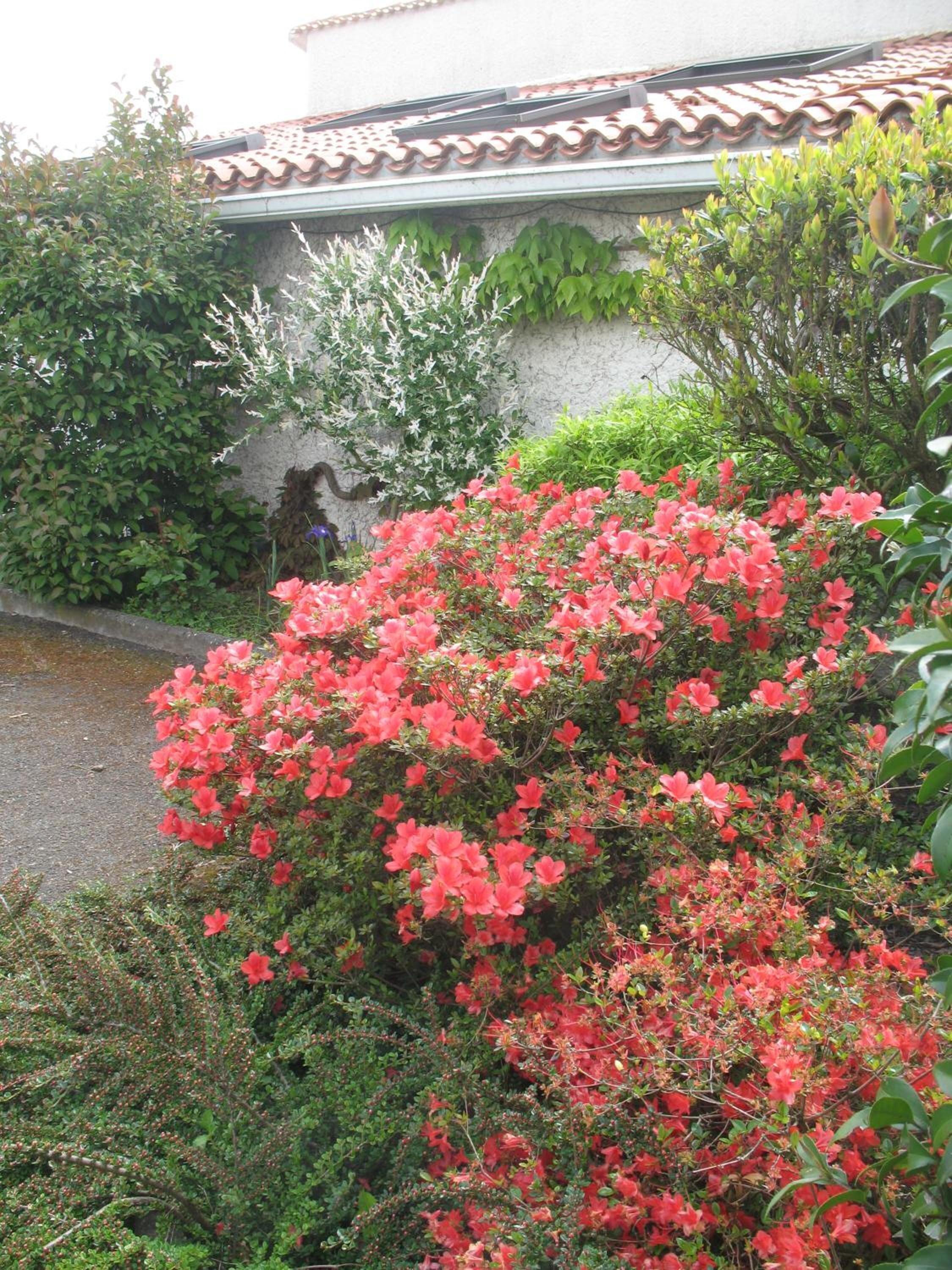 Un jardín con flores rojas y un edificio de techo a la española.