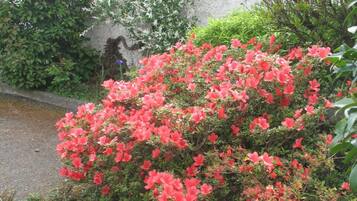 Un jardín con flores rojas y un edificio de techo a la española.