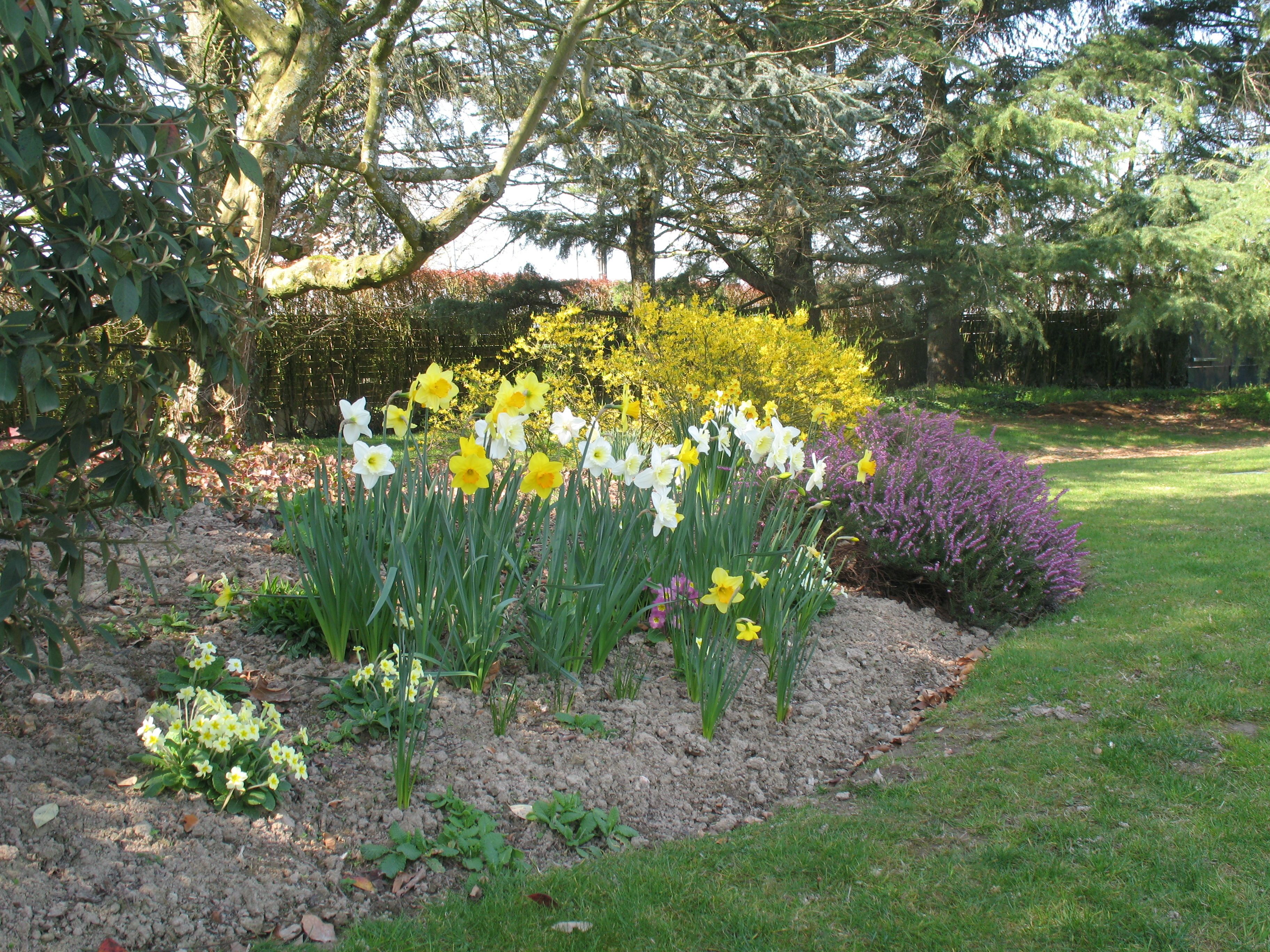 Een tuin met narcissen, lavendel en andere planten.