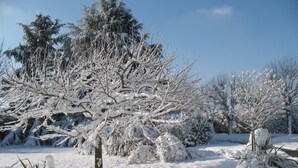 A snowy landscape with trees and a clear sky.