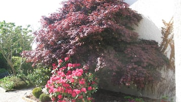 Un jardín con un gran arbusto de flores rojas y un arbusto más pequeño de flores rosas frente a un edificio blanco.
