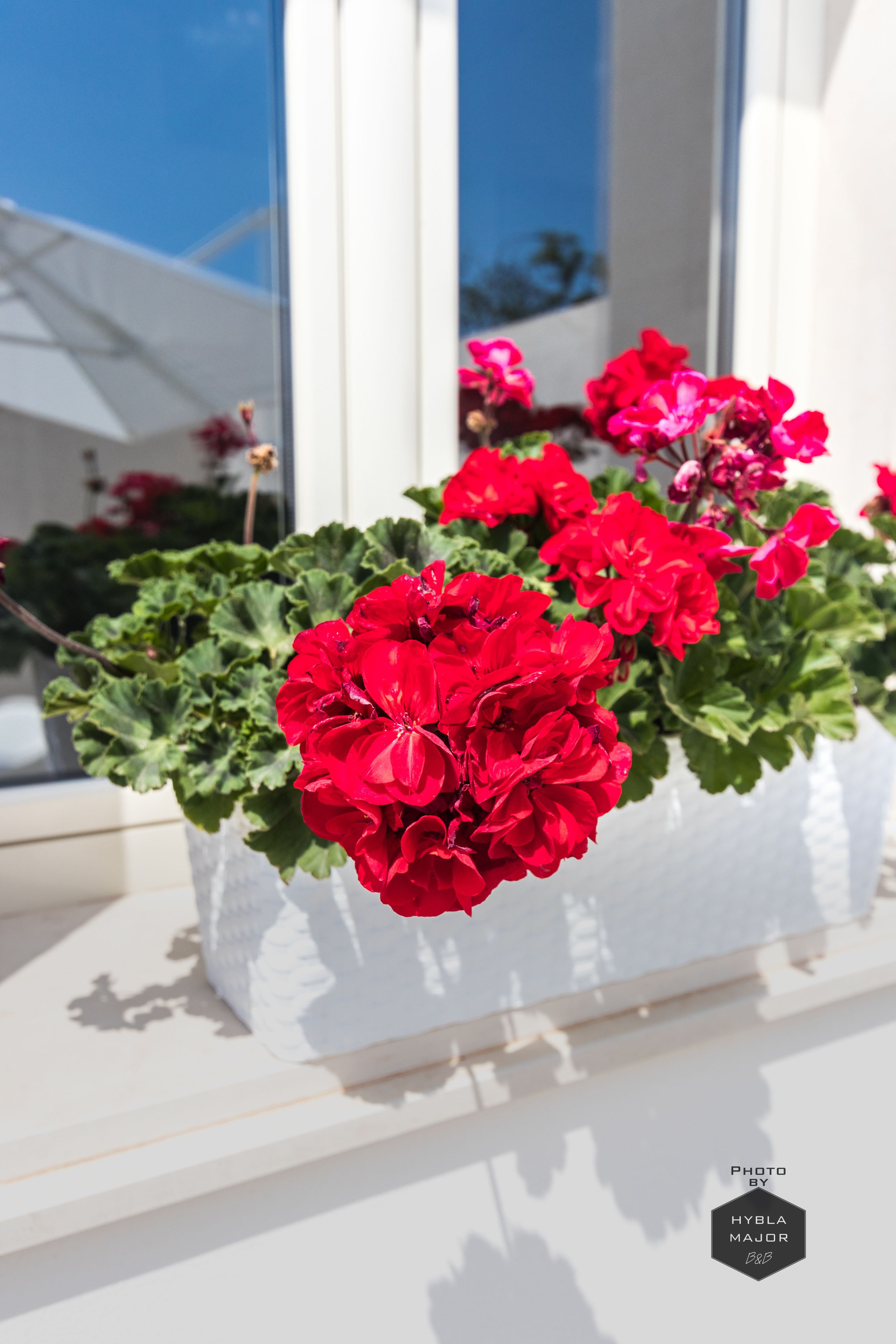 Een vensterdoos met rode geraniums.