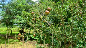 A garden with fruit trees bearing red apples. - Wilpattu Dilsara Holiday Resort (Pahala Maragahawewa)
