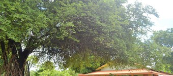 Wilpattu Dilsara Holiday Resort