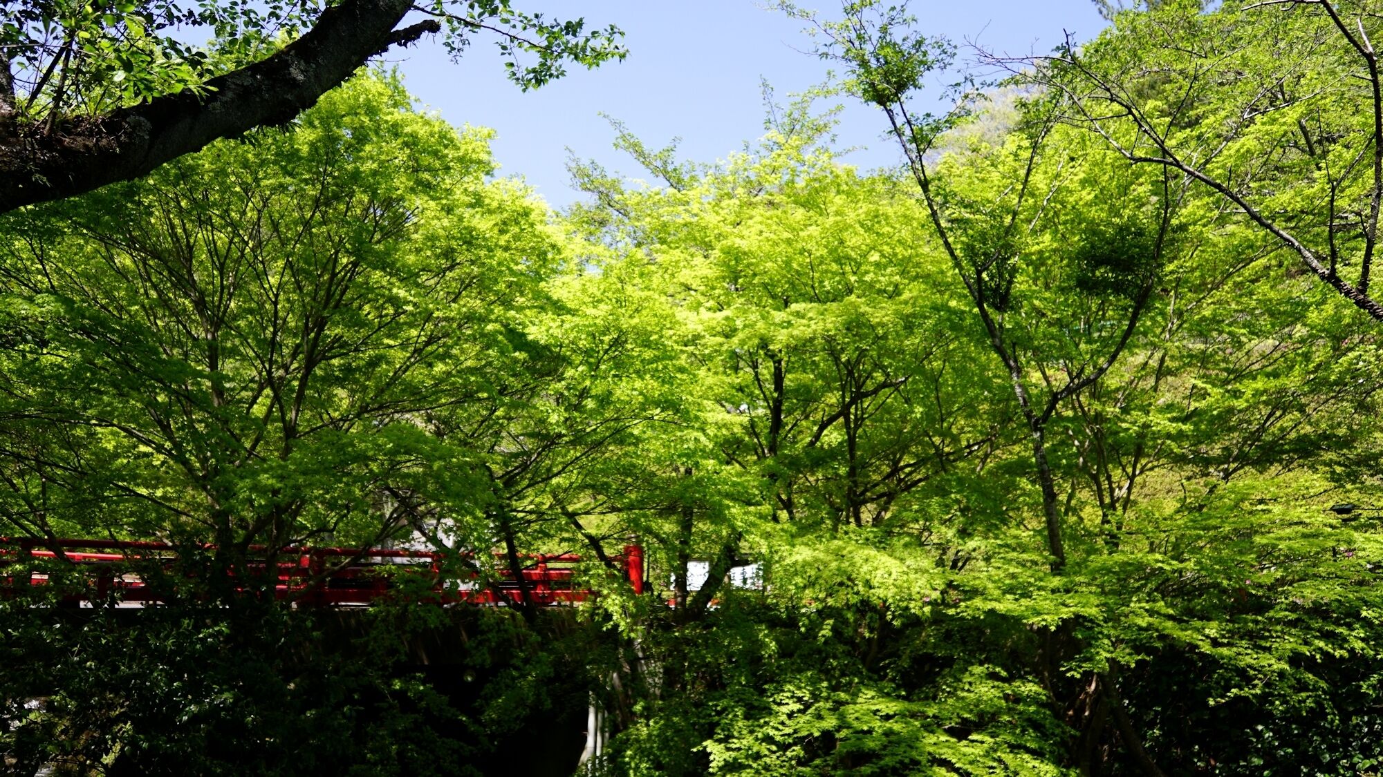 منوع