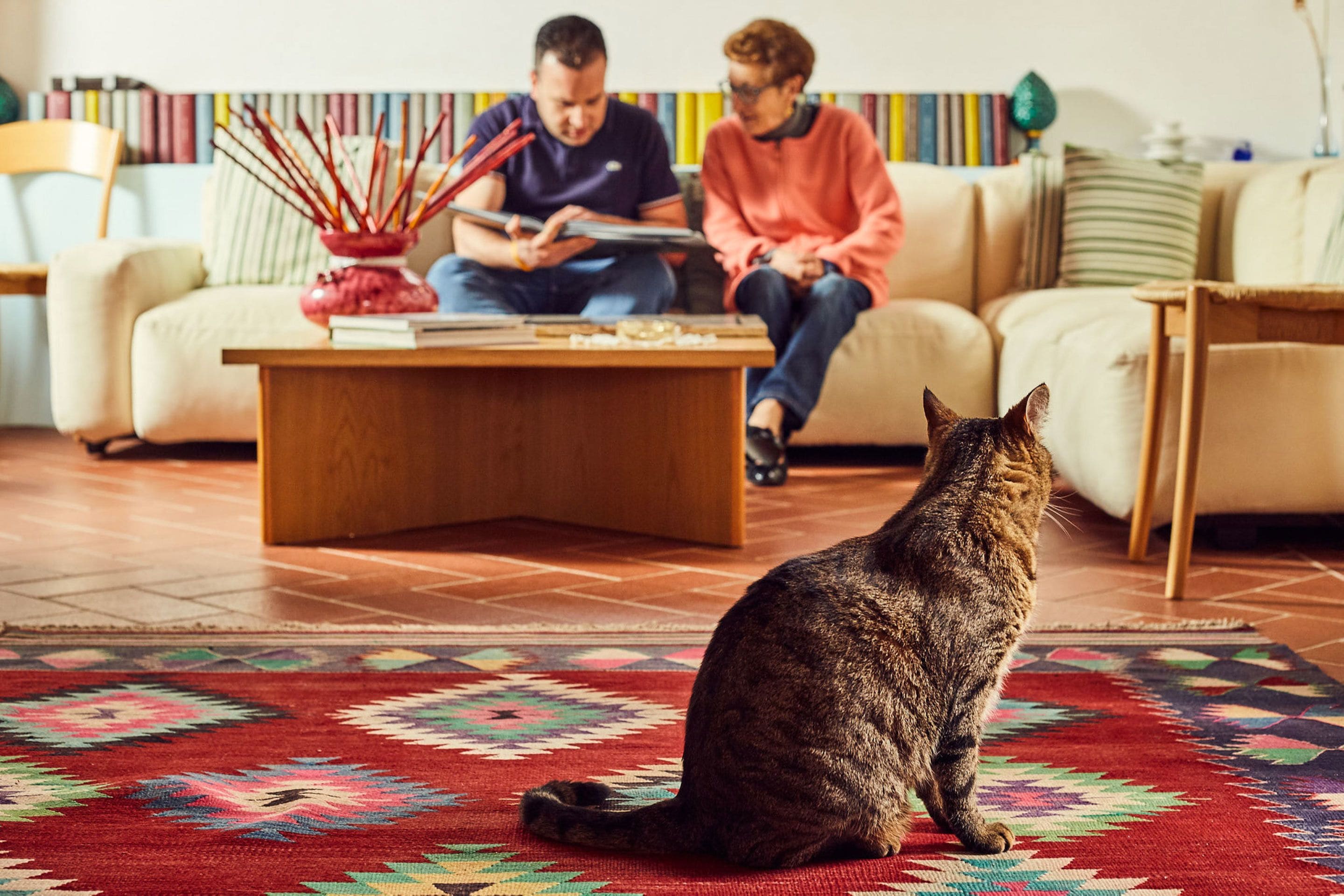 A living room with a sofa, a coffee table, and a cat sitting on a rug.