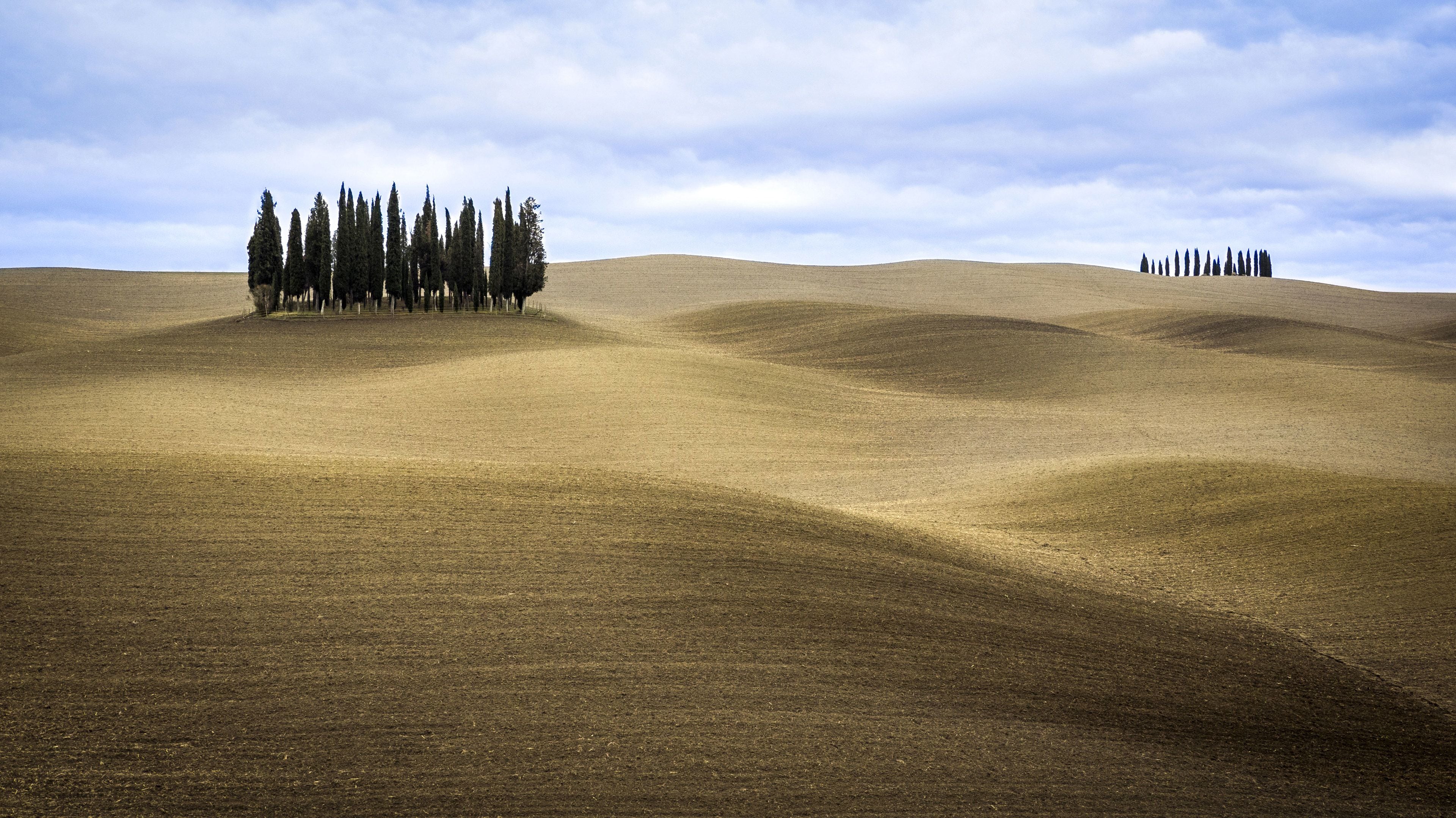 A vast, undulating landscape with a cluster of tall, slender trees on a hill.
