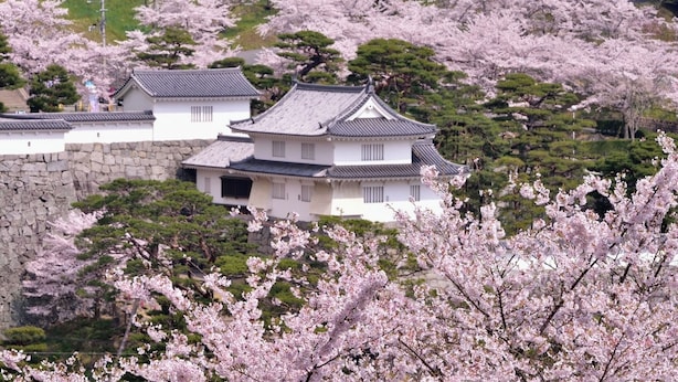 A traditional Japanese building with a tiled roof, surrounded by cherry blossom trees.