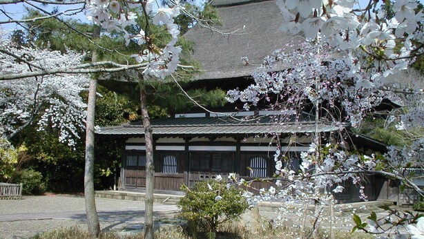 A traditional Japanese building with a tiled roof, surrounded by cherry blossom trees. - Ayame-ryokan (Itako)