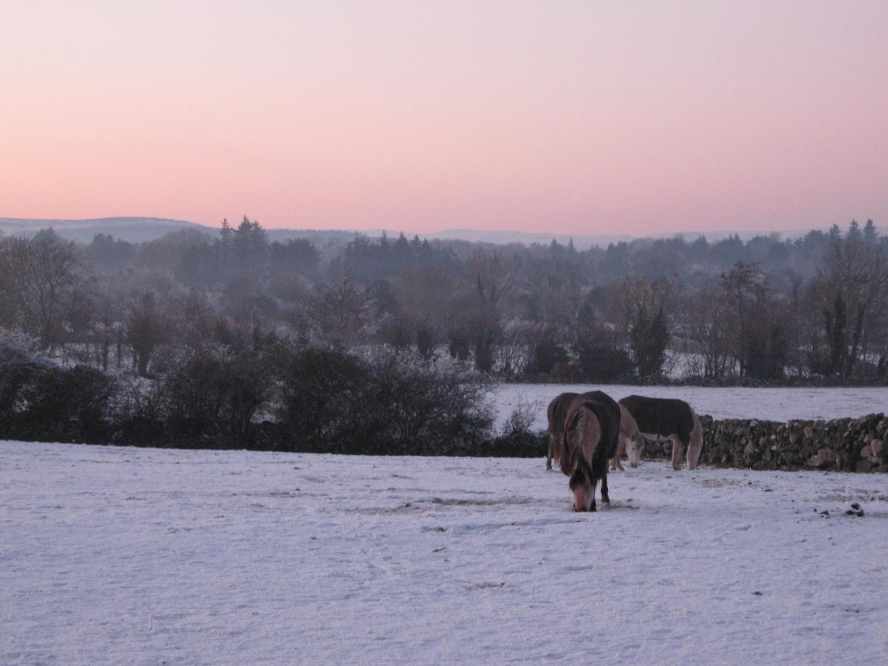 A snowy field with cows grazing, surrounded by trees and a stone wall.