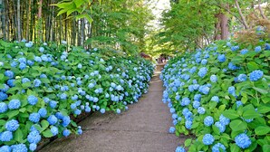 A pathway lined with blue hydrangea bushes.