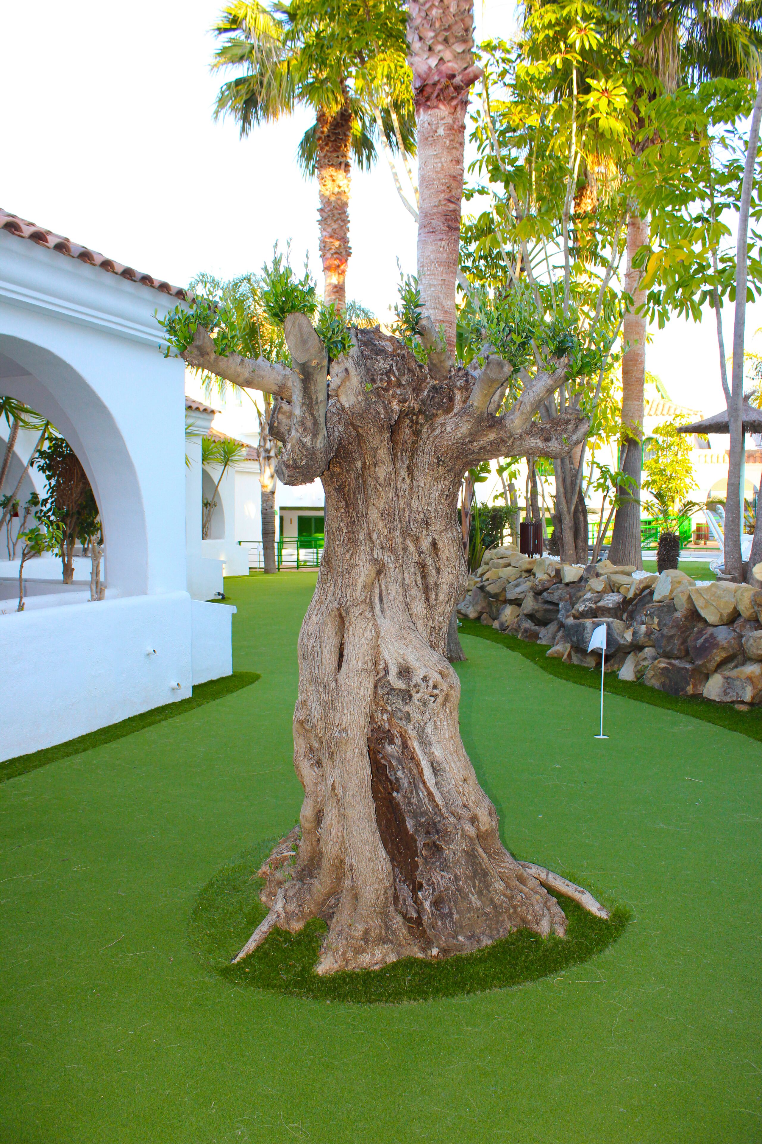 Un gran árbol en un área ajardinada, con un edificio blanco al fondo.
