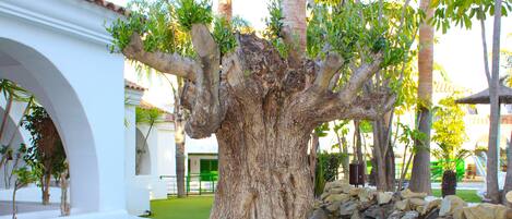Un gran árbol en un área ajardinada, con un edificio blanco al fondo.