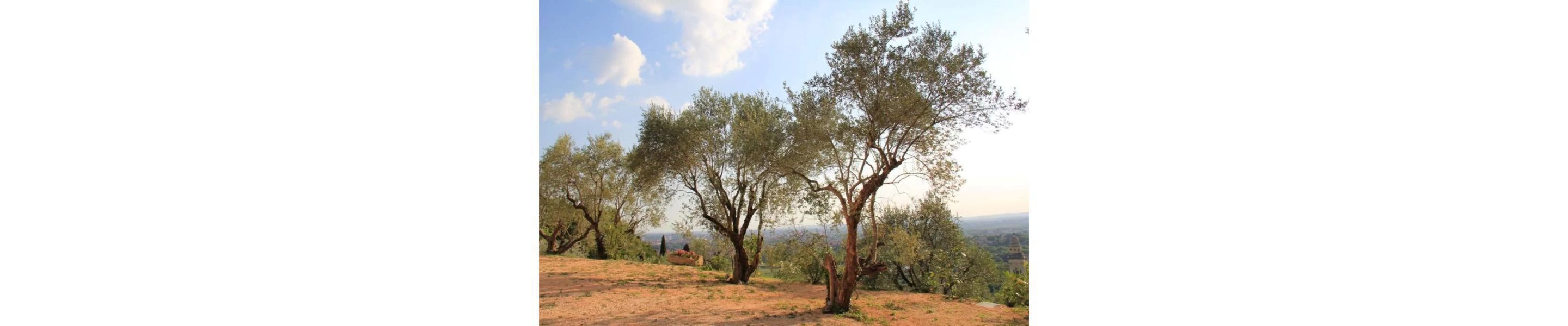 Foto - Relais Villa Ambrosetti