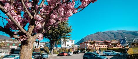 Un estacionamiento con coches, un árbol con flores rosadas y edificios al fondo.