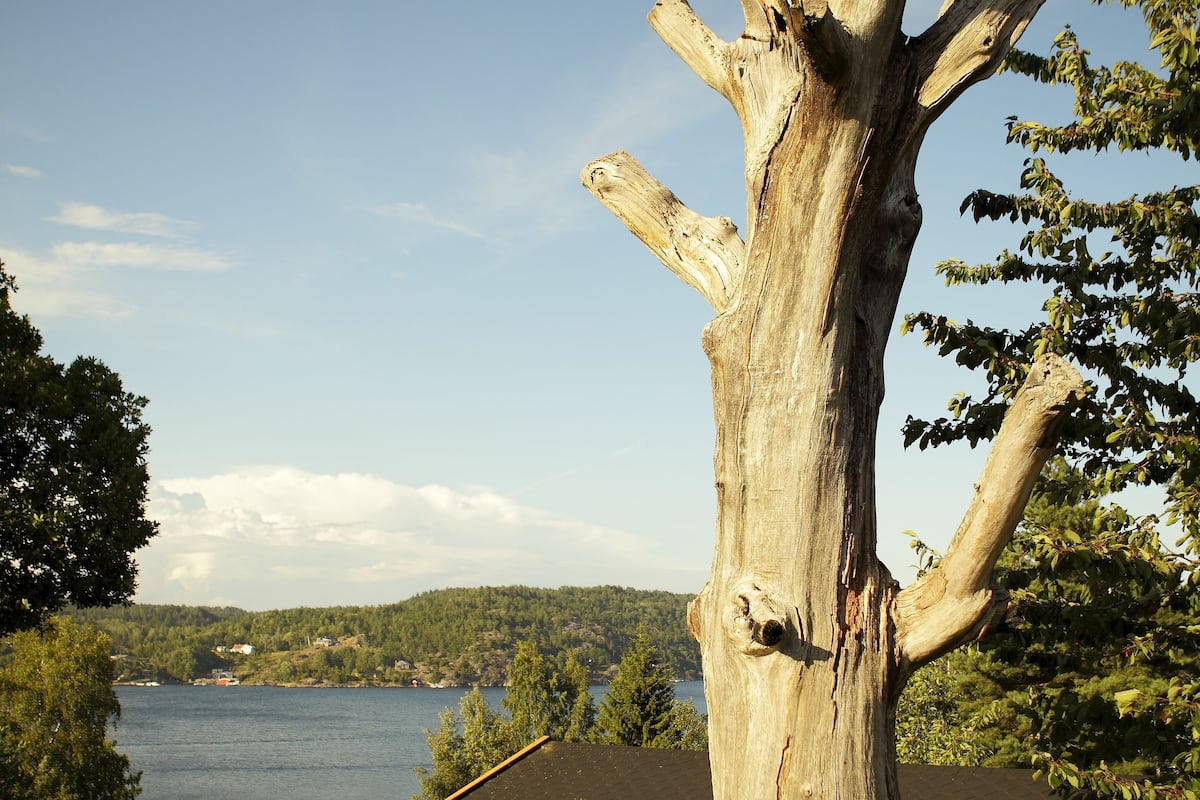 A large, weathered tree in front of a yellow building with a black roof, overlooking a lake and hills.