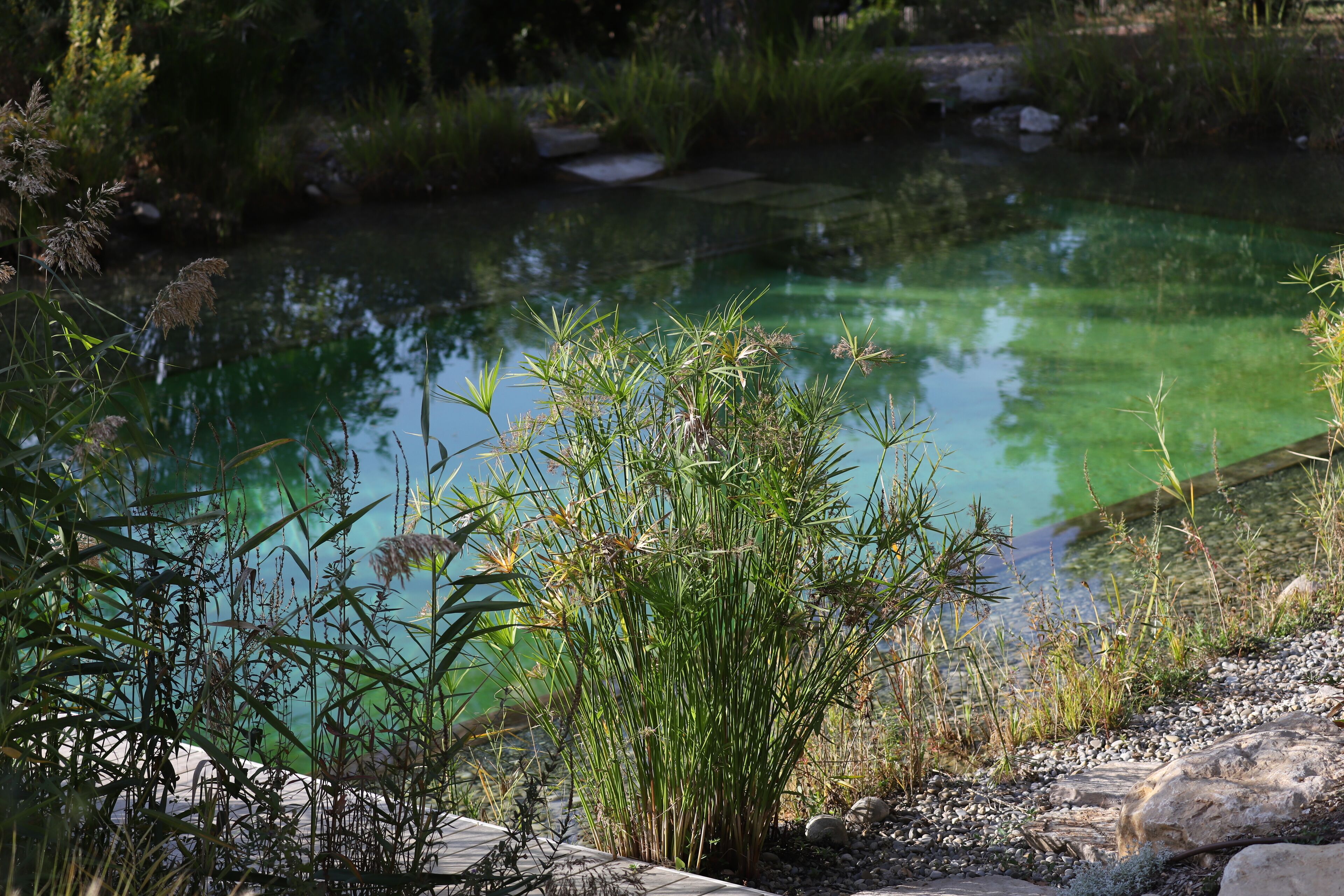 屋外プール、天然プール、営業時間 24 時間営業、プール パラソル、サンラウンジャー