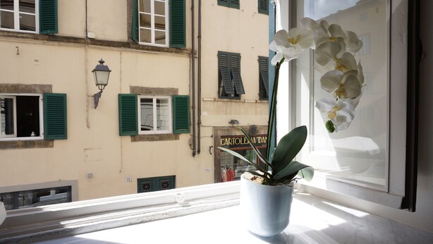 Une orchidée en pot, posée sur un rebord de fenêtre, d’où l’on aperçoit un immeuble aux volets verts et une enseigne indiquant « CARTOLENA DOAM ».