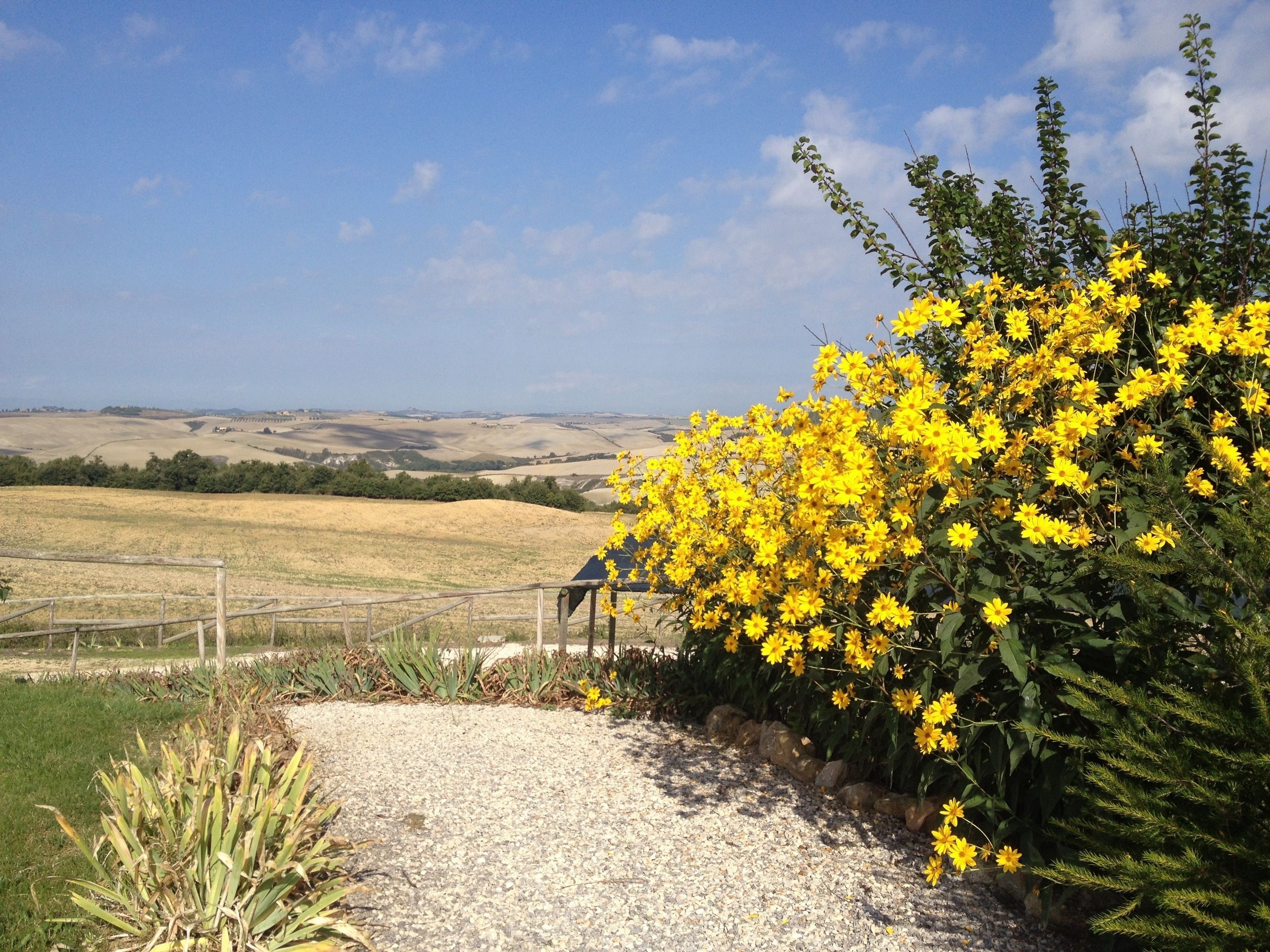 A gravel path leading to a wooden fence with yellow flowers.
