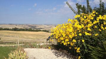 A gravel path leading to a wooden fence with yellow flowers.