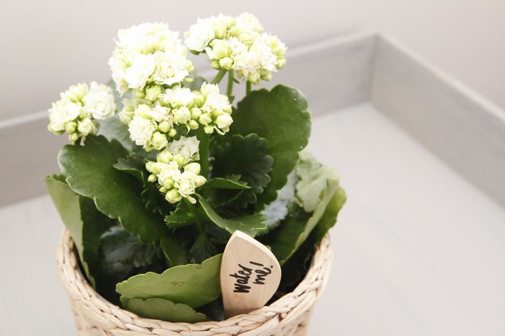 A potted plant with green leaves and white flowers in a woven basket.