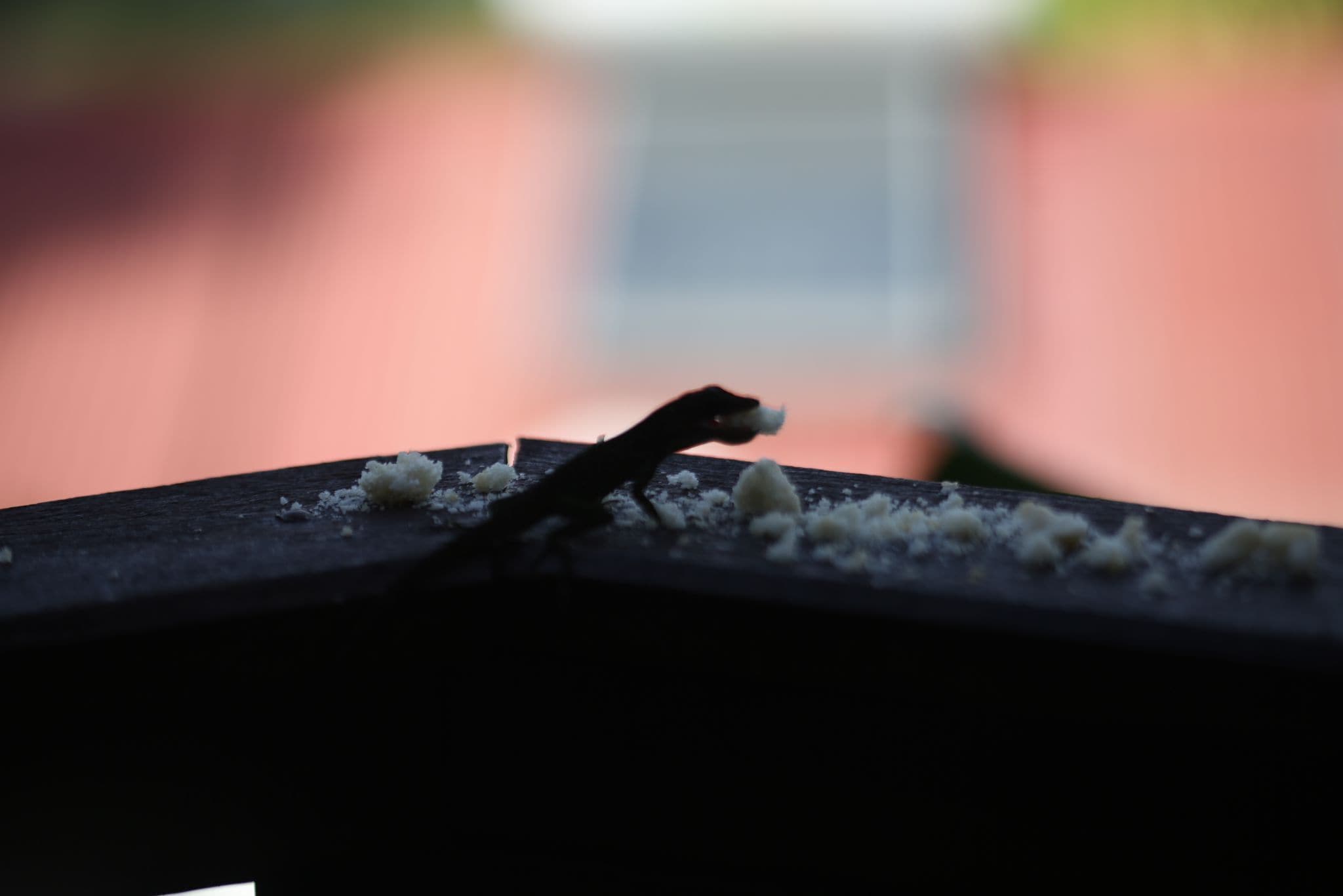 Un oiseau était perché sur une surface en bois, à proximité de quelques grains éparpillés.