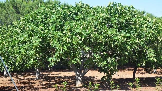Viñedo con hileras de vides y árboles.