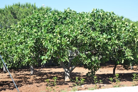A vineyard with rows of grapevines and trees.
