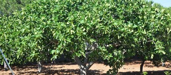 วิลล่าลารา