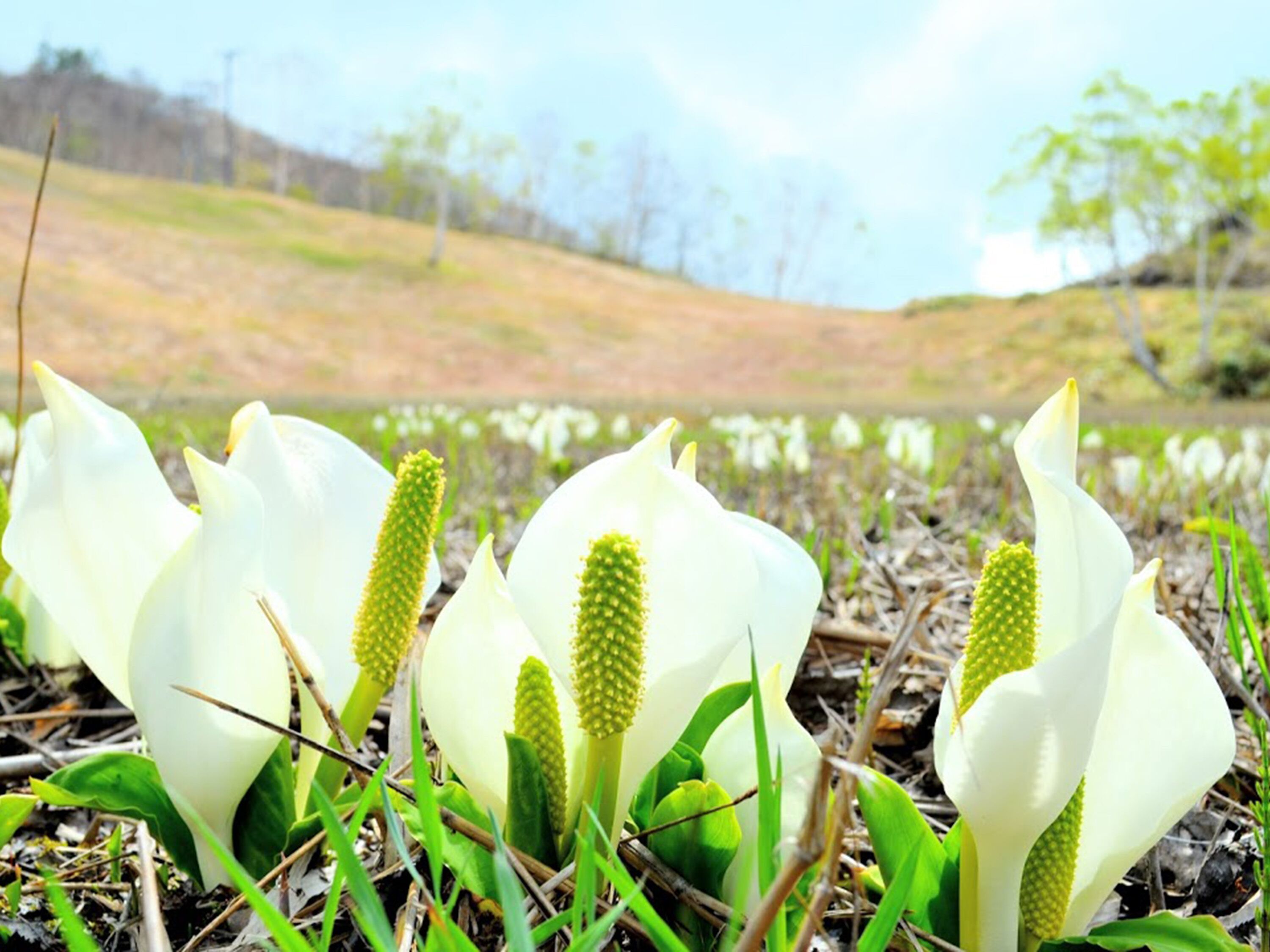 A field of white flowers with green centers, surrounded by grass and small plants.