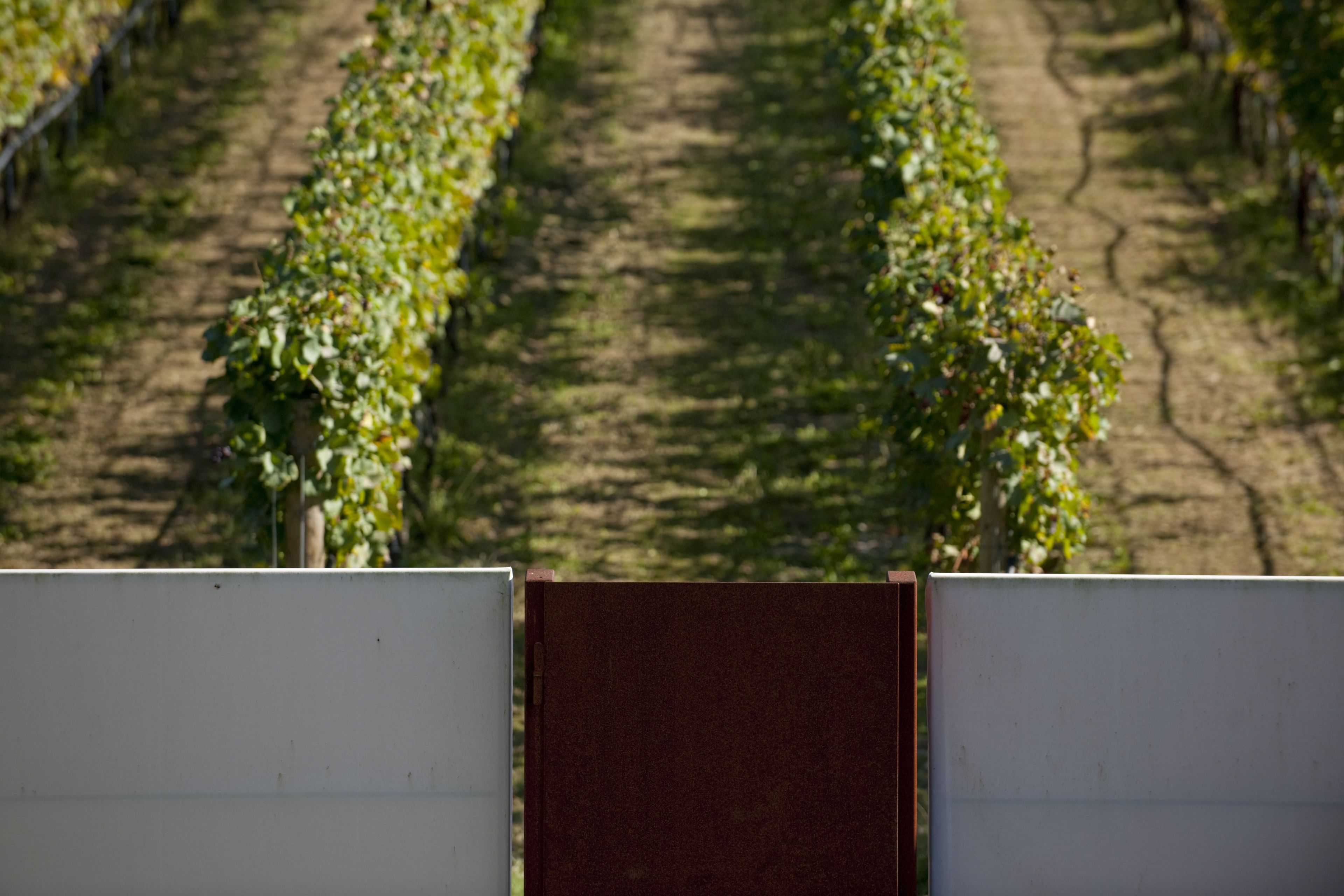 A vineyard with rows of grapevines.
