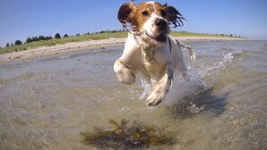 Un cane corre in acque basse vicino a una spiaggia sabbiosa.
