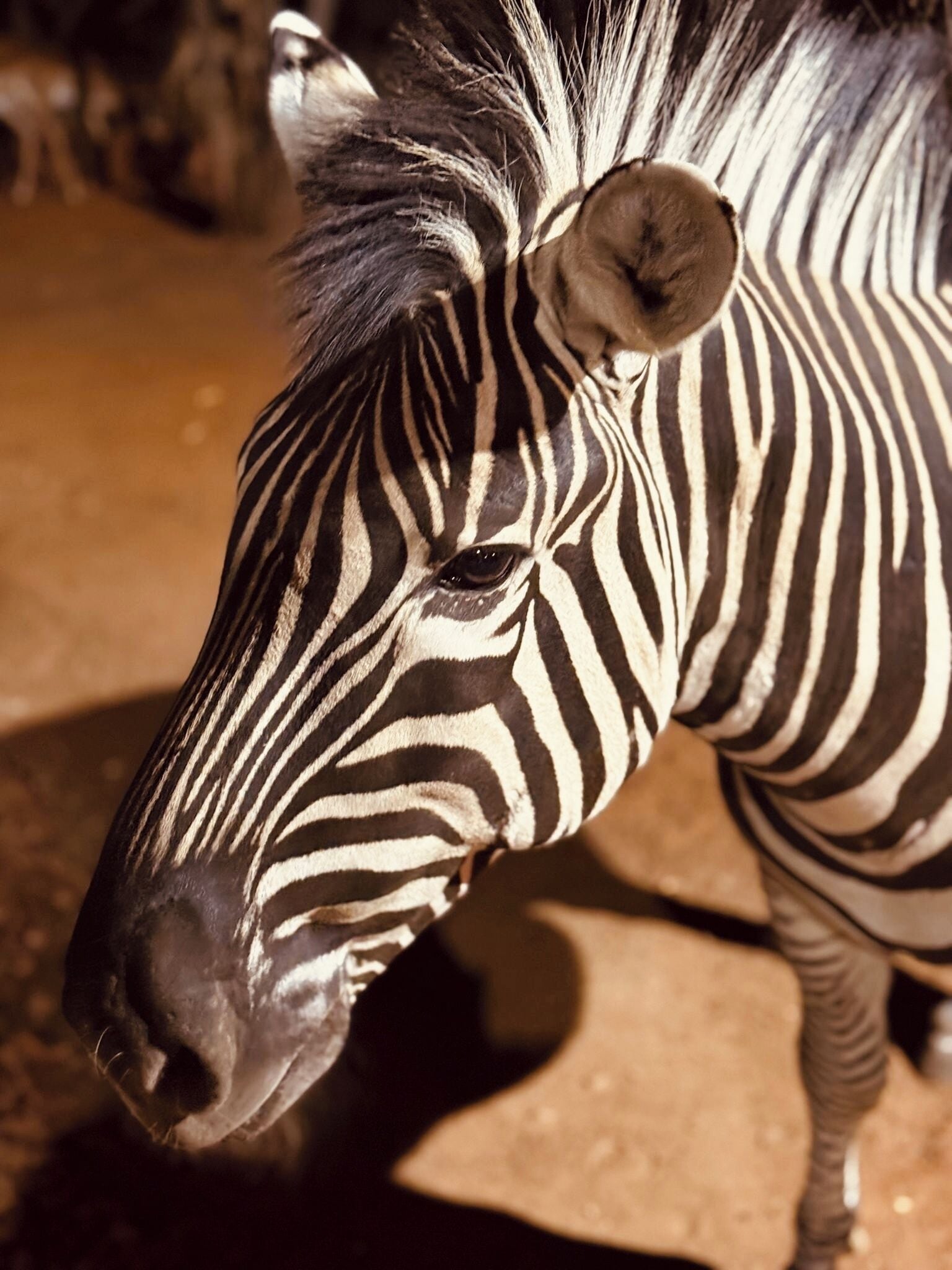 Um close-up do rosto de uma zebra, destacando suas listras distintas em preto e branco e orelhas grandes.