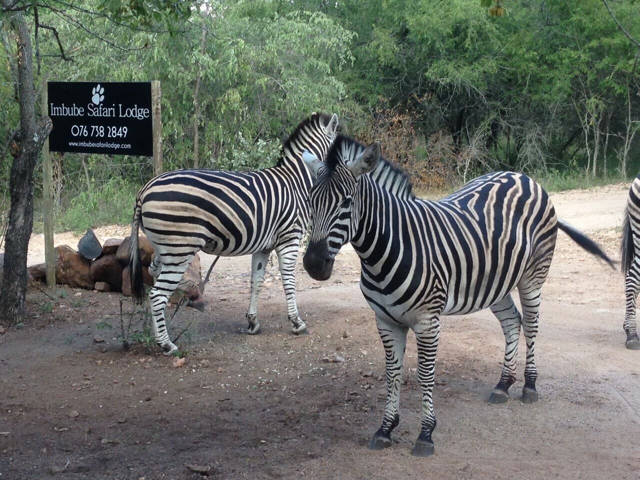 Zebras in a natural setting with a sign for Imbube Safari Lodge.