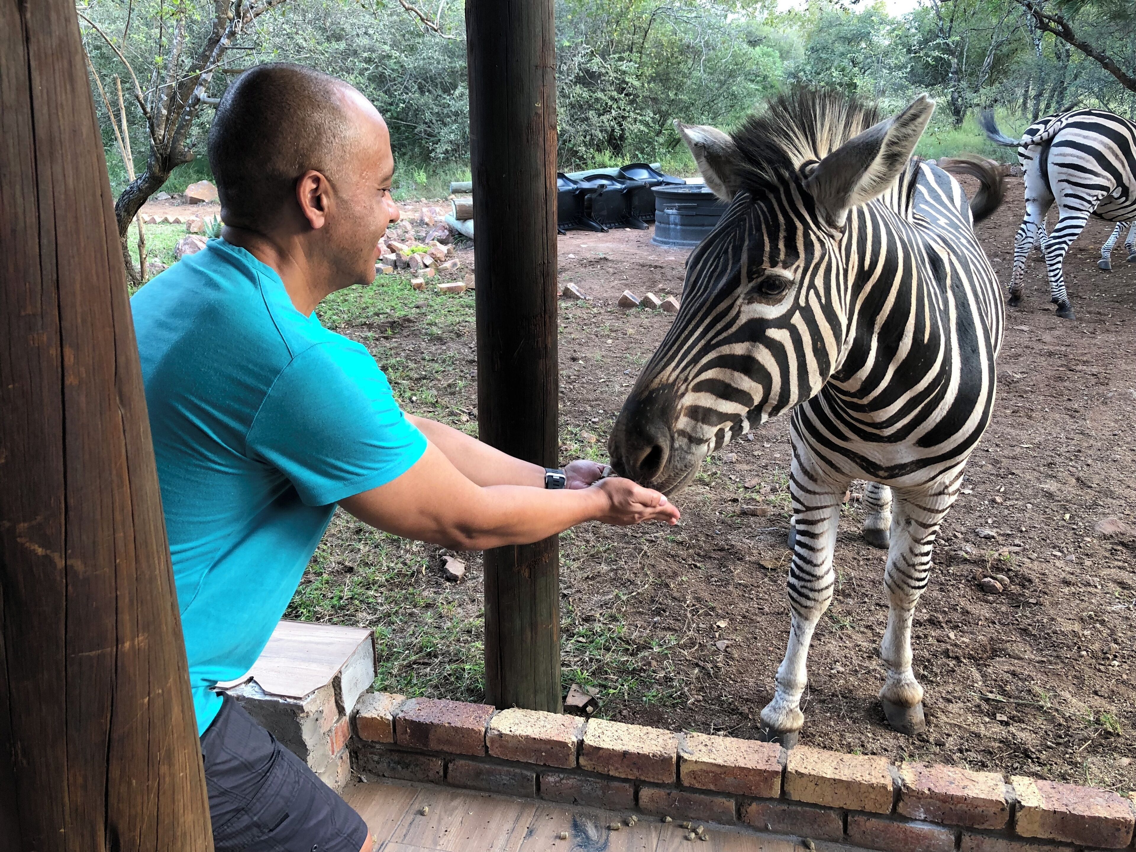 En person som matar en zebra i en inhägnad på en djurpark.