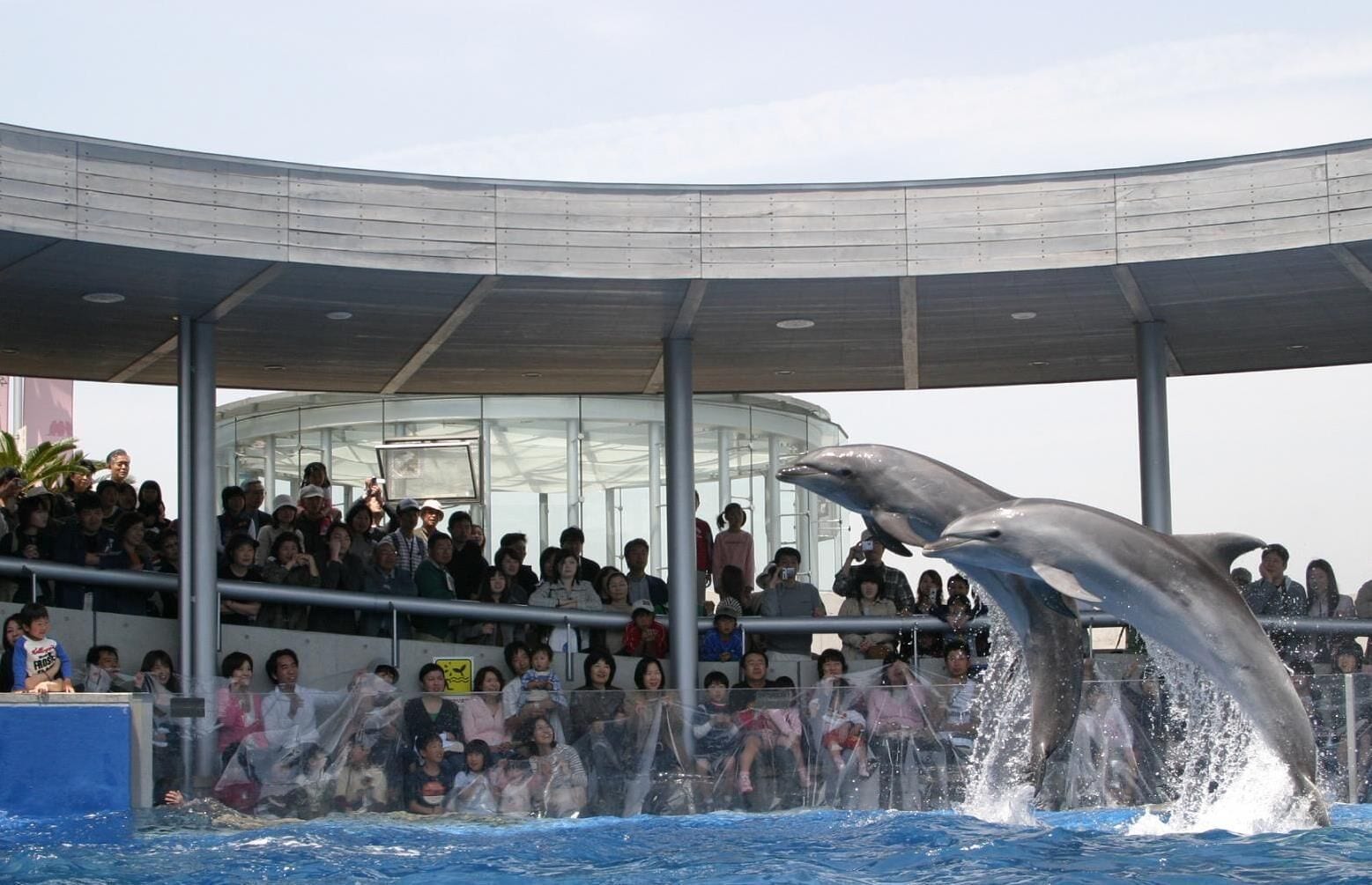 A dolphin show with an audience watching from a covered viewing area.