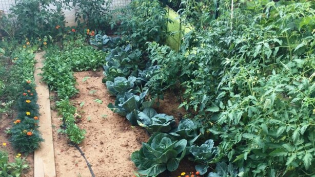 A garden with various plants and flowers, including marigolds and a cactus. - Friendly People's Guest House (Zadar)