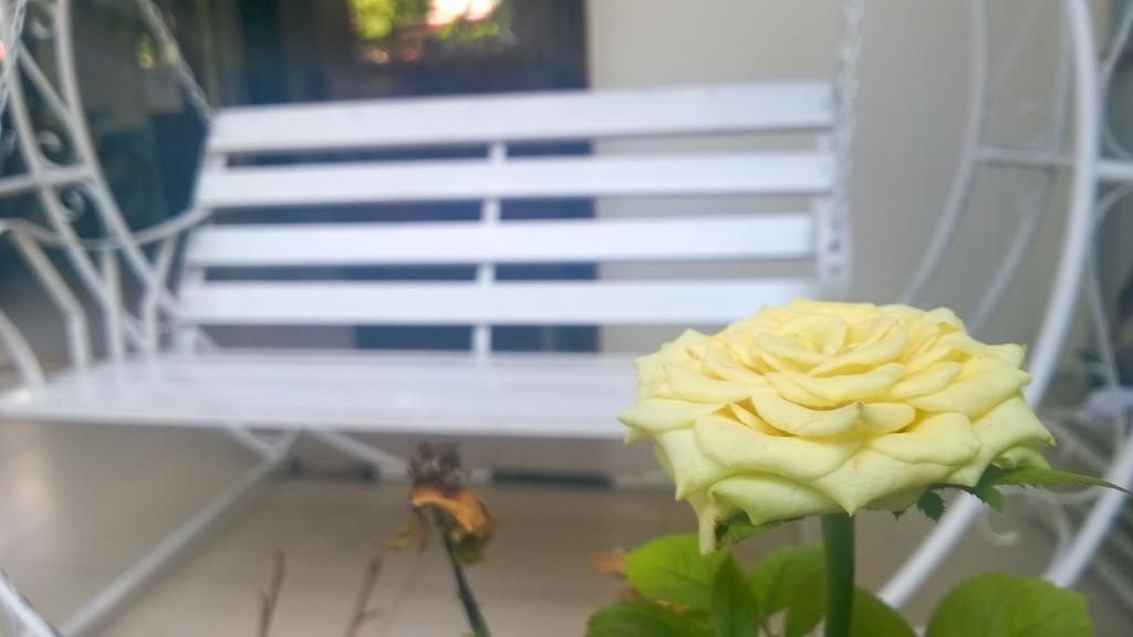Un banc en métal blanc, avec une rose jaune en premier plan.