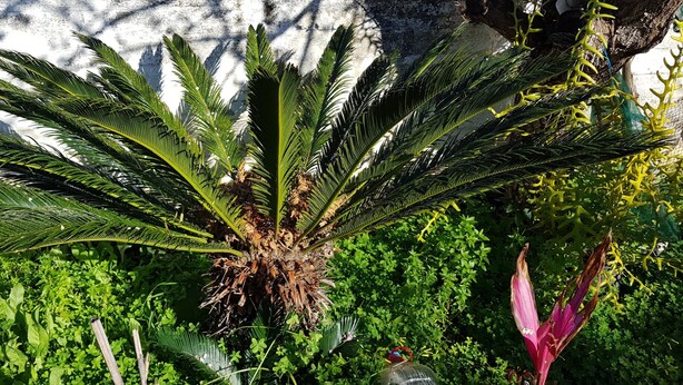A palm tree with a thick trunk and long, green fronds. - Zinovia (Chania)