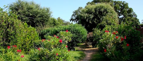 A garden pathway surrounded by lush greenery and red flowers.